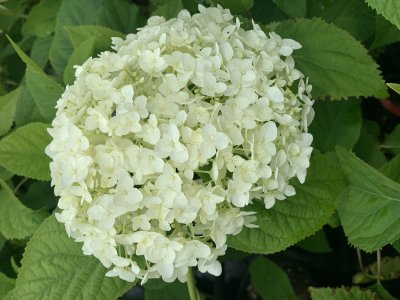 Hortenzie stromková - ANNABELLE kontejner