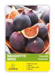 Fíkovník BROGIOTTO NERO