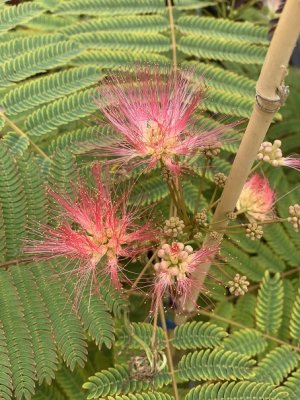 Albízie růžová 60 - 80 cm - kontejner