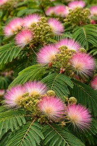 Albízie růžová 60 - 80 cm - kontejner