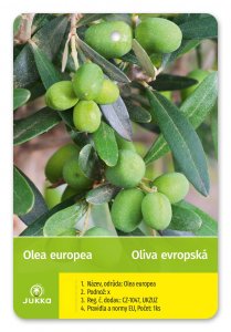 Olivovník evropský FRANTIOLO - kontejner