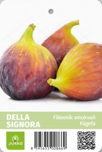 Fíkovník DELLA SIGNORA