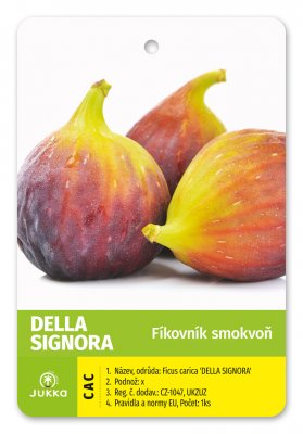 Fíkovník DELLA SIGNORA