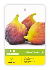 Fíkovník DELLA SIGNORA