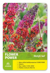 Motýlí keř - FLOWER POWER