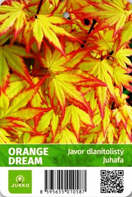 Javor ORANGE DREAM