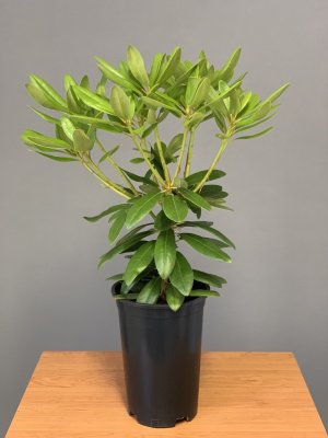 Rhododendron CATAWBIENSE GRANDIFLORUM