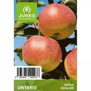 Jabloň ONTARIO