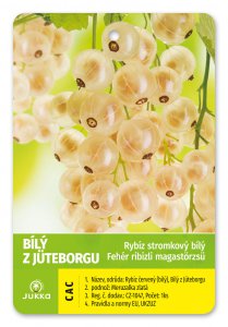 Rybíz stromkový bílý - BÍLÝ Z JÜTBORGU