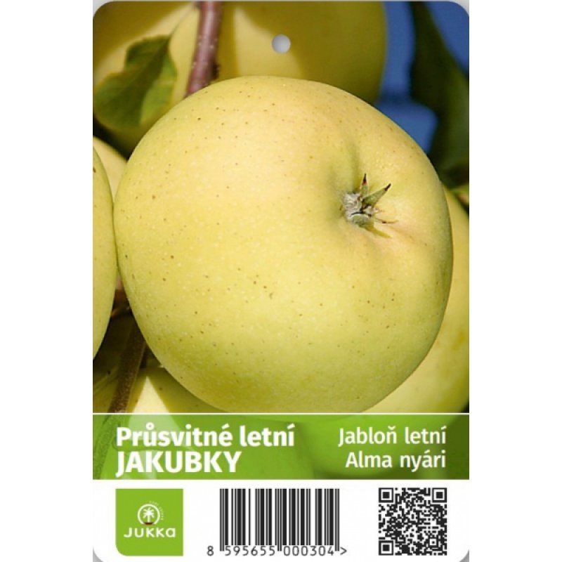 Jablon Letni Prusvitne (příliš dlouhé, bujný později, chráněné před) Jablon Letni Prusvitne