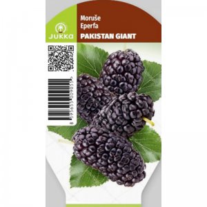 Moruše PAKISTAN GIANT