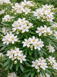 Choísie - WHITE DAZZLER LONDAZ®