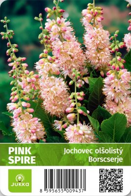 Jochovec olšolistý - PINK SPIRE