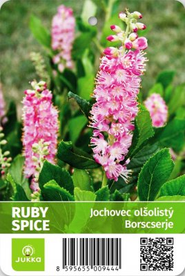 Jochovec olšolistý - RUBY SPICE