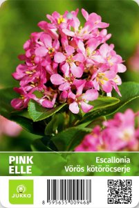 Escallonia leavis - PINK ELLE