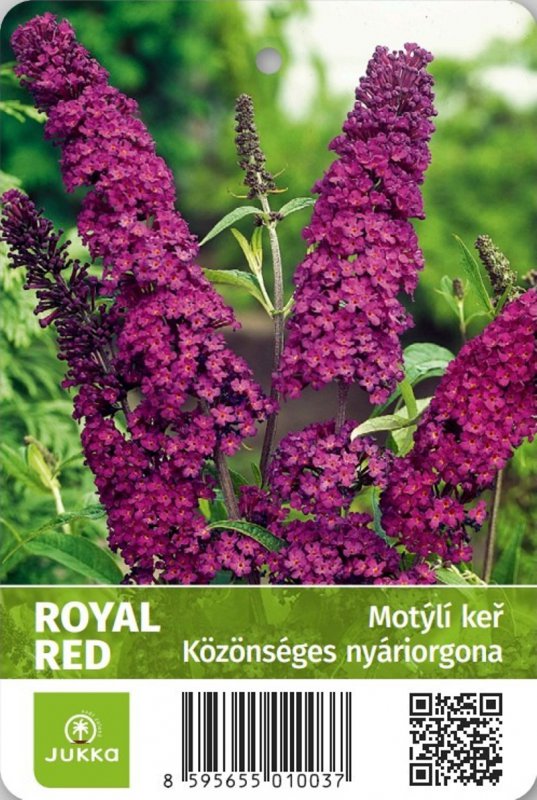 Motyli Ker Royal Red (motýlího keře, Motýlí Royal) Motyli Ker Royal Red