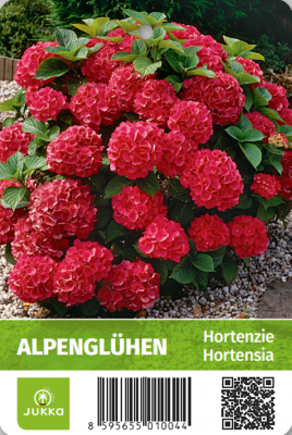 Hortenzie velkolistá - ALPENGLÜHEN