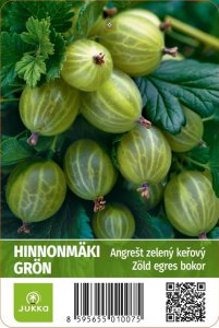 Angrešt keřový bílý HINNONMÄKI GRÖN - kontejner