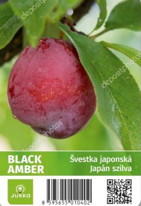 Japonská švestka BLACK AMBER