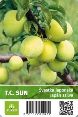 Japonská švestka T. C. SUN