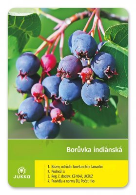 Indiánská borůvka Amelanchier PEMBINA