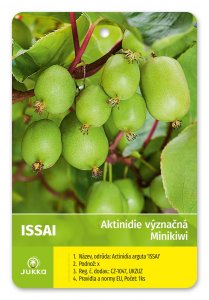 Kiwi ISSAI (A. arguta) samosprašné
