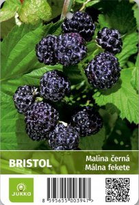 Maliník BRISTOL