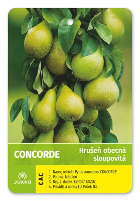 Hrušeň sloupcovitě rostoucí CONCORDE