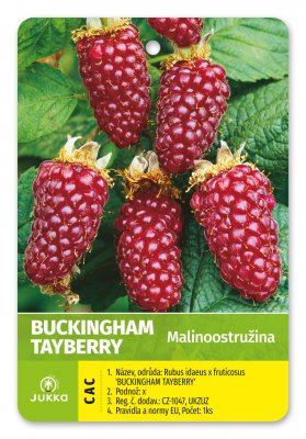 Malinoostružina TAYBERRY