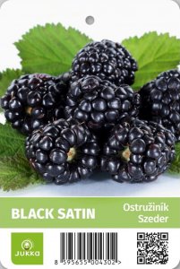 Ostružiník BLACK SATIN