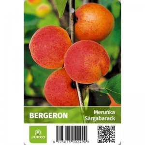 Meruňka BERGERON