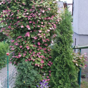 Kiwi DR. SHIMANOWSKI (A. kolomicta) nevěsta