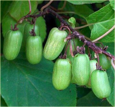 Kiwi DR. SHIMANOWSKI (A. kolomicta) nevěsta