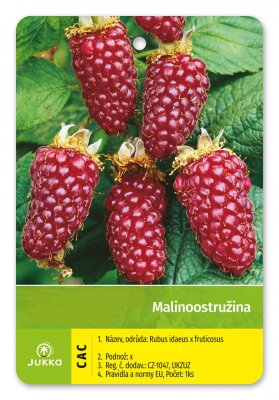 Malinoostružina BOYSENBERRY