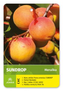 Meruňka SUNDROP