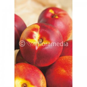 Nektarinka STAR  RED GOLD
