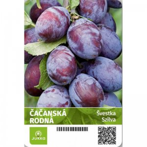 Švestka ČAČANSKÁ RODNÁ