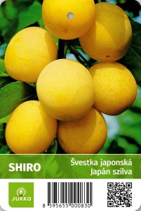 Japonská švestka SHIRO