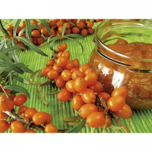 Rakytník řešetlákový AROMAT - samice
