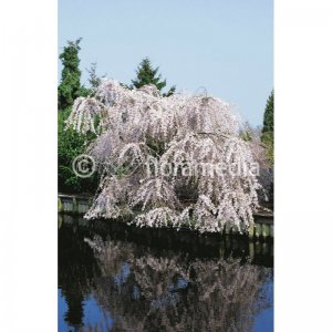 Sakura převislá bílá - PLENA