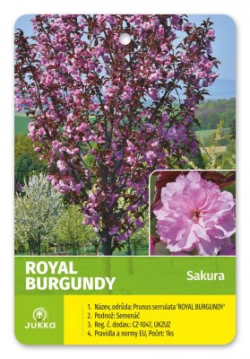 Sakura ROYAL BURGUNDII