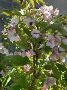 Sakura AMANOGAVA (úzce rostoucí)