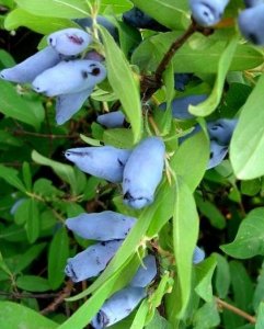 Čukotská borůvka ATUT