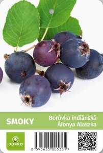 Indiánská borůvka Amelanchier SMOKY