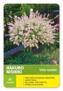 Vrba japonská HAKURO NISHIKI 120 cm