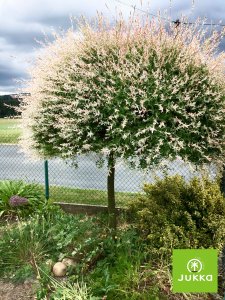 Vrba japonská HAKURO NISHIKI 120 cm