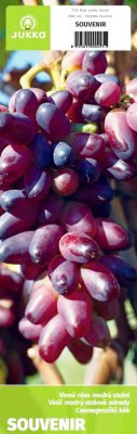 Vinná réva SOUVENIR (balený kořen)