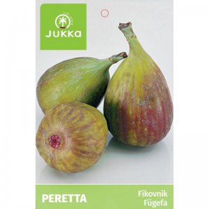 Fíkovník PERETTA