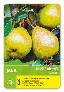 Hrušeň JANA - kontejner