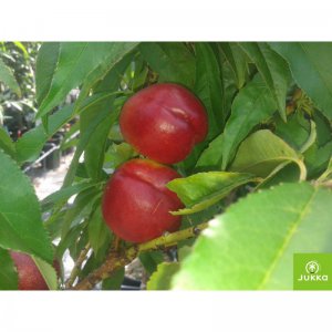 Nektarinka MINI RUBIS - kontejner